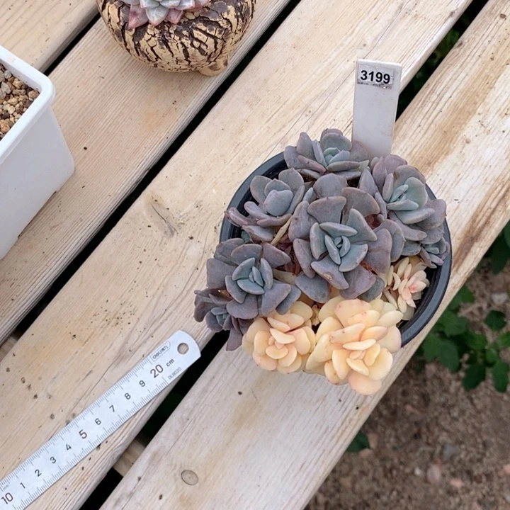 飞*3199多去一物一魄