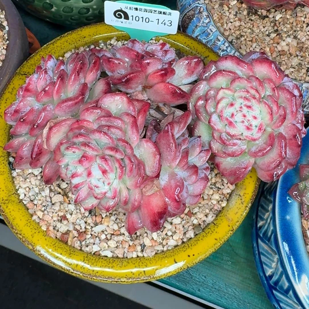 从前慢多肉精选超过1010.143