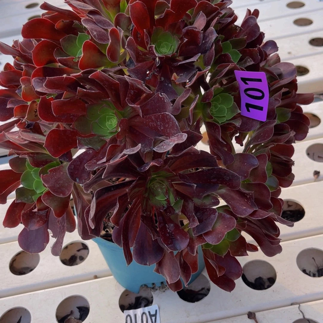 欧啦啦法师7———46包邮