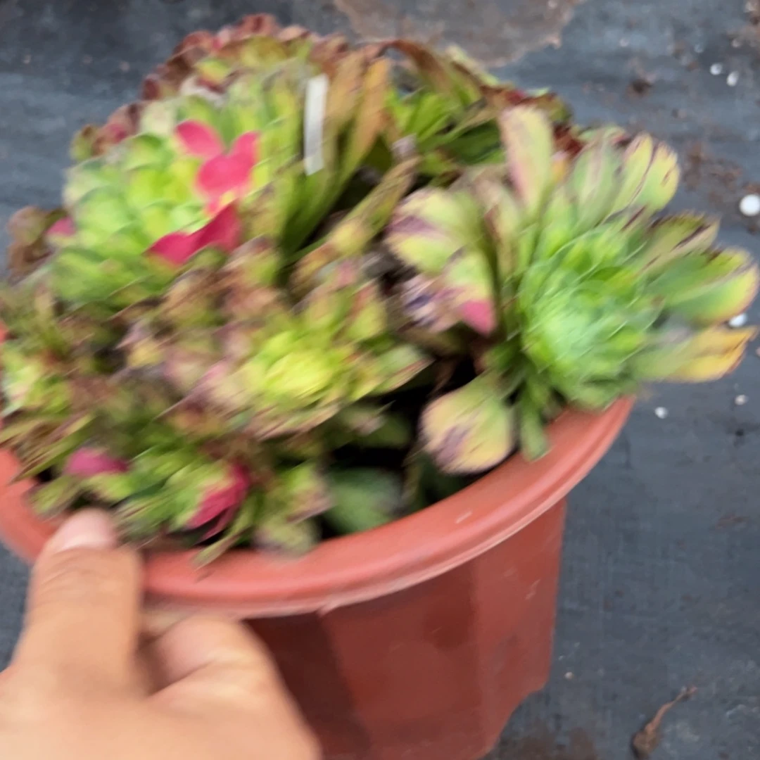 a***秀308知否多肉椅子zi