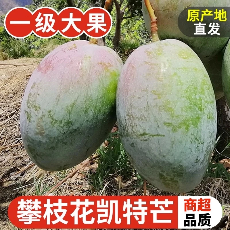 四川攀枝花凯特芒果新鲜大芒果当季水果整箱包邮应季芒果-ZZ