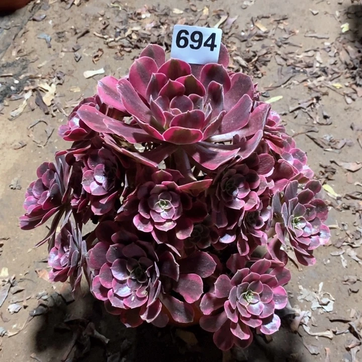 法师植物一物一拍694