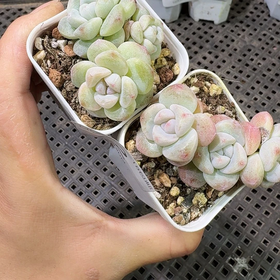 72 号到手1框一物一拍