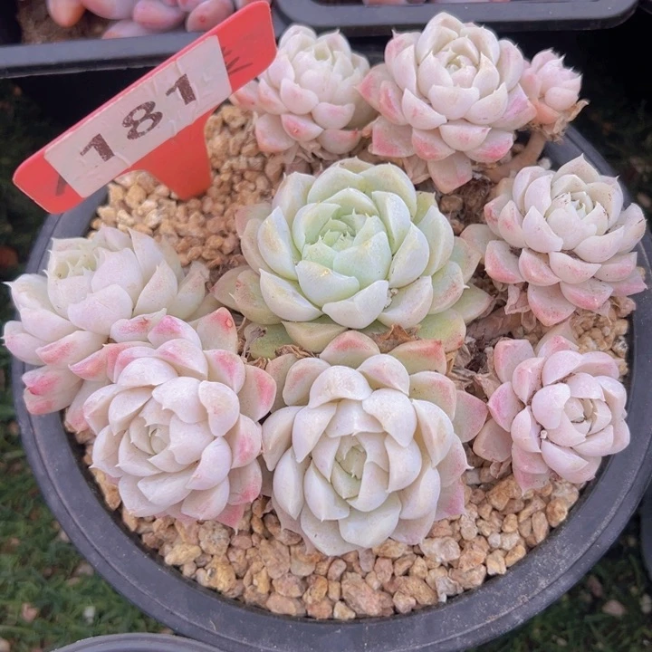 健健康康平平安安