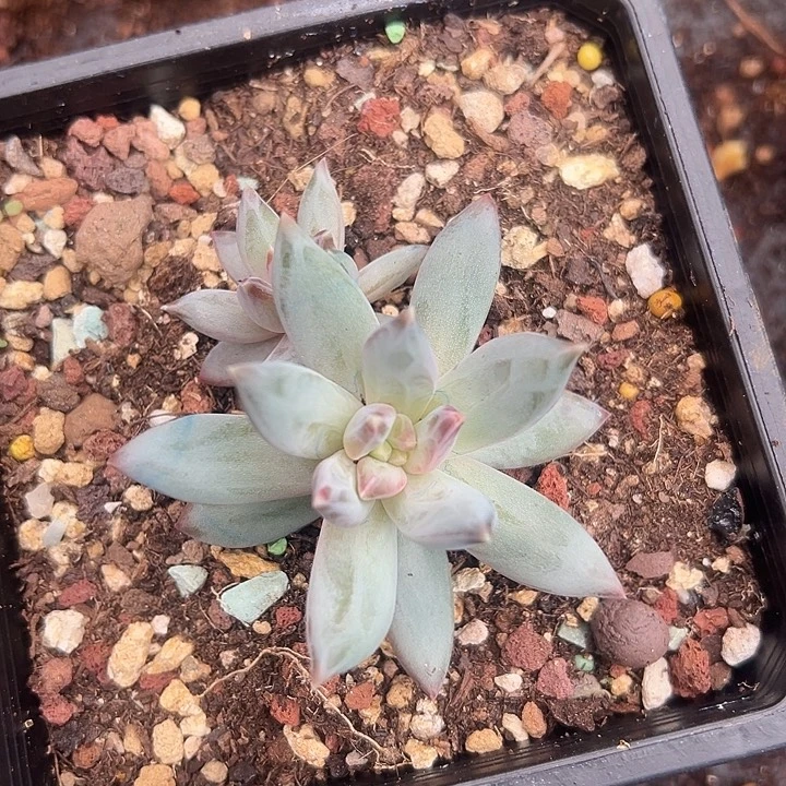 糖心美人美人一物一拍