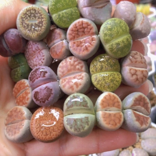 2707，彩色如图一物一拍20棵