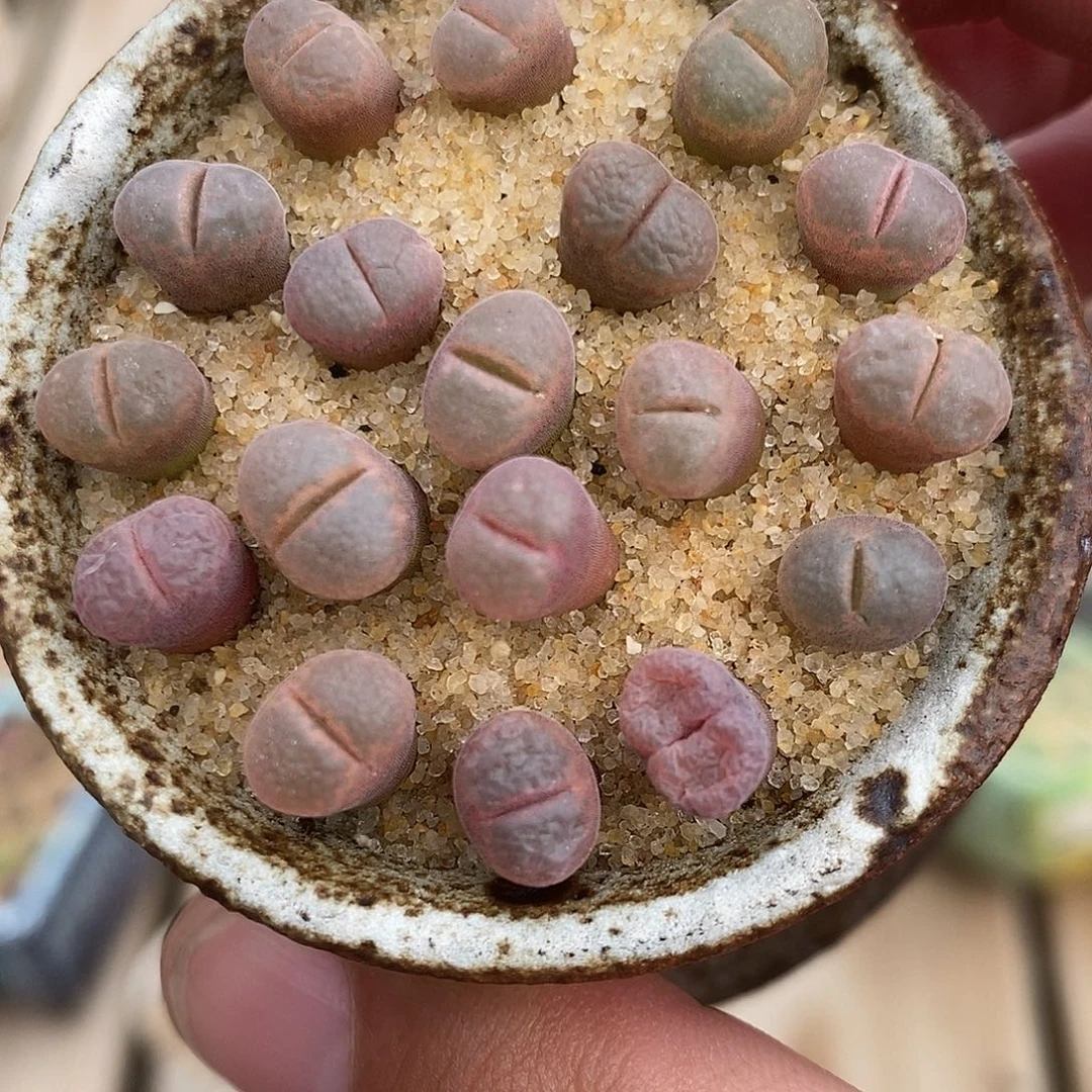 2355c10风铃一组。