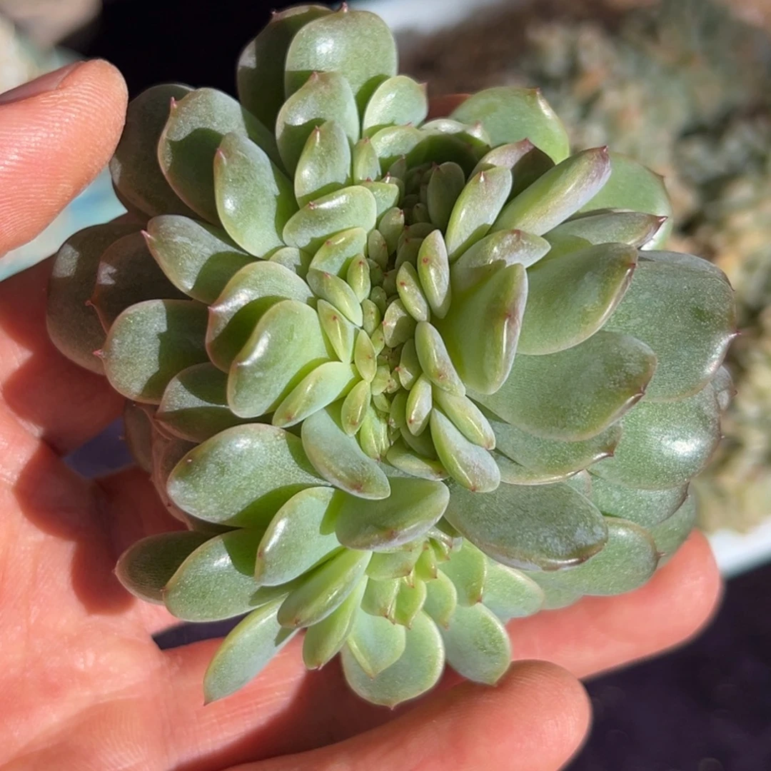 新年快乐新年快乐