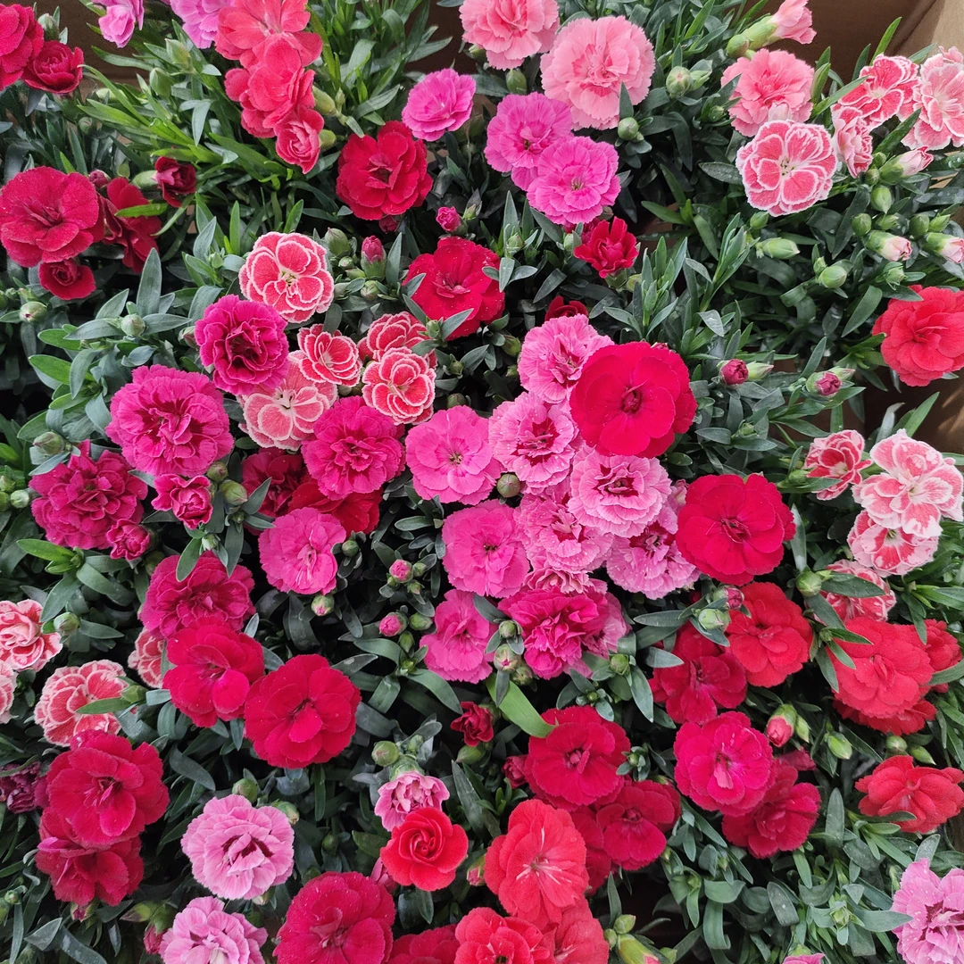 康乃馨 一盆两色  买一盆送一盆   颜色随机发