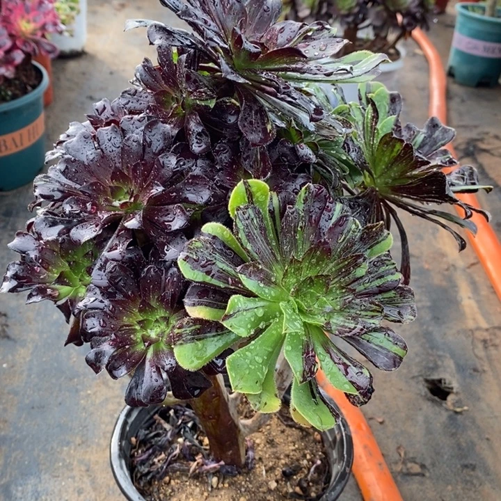 水墨丹青28多肉植物法师法师