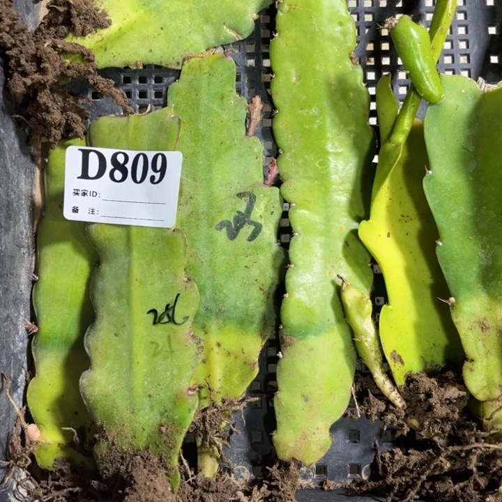 当前无花栽培后可以开花809