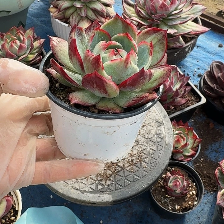 惊鸿仙子量拍白底拉丝 7 公分左右 1 颗