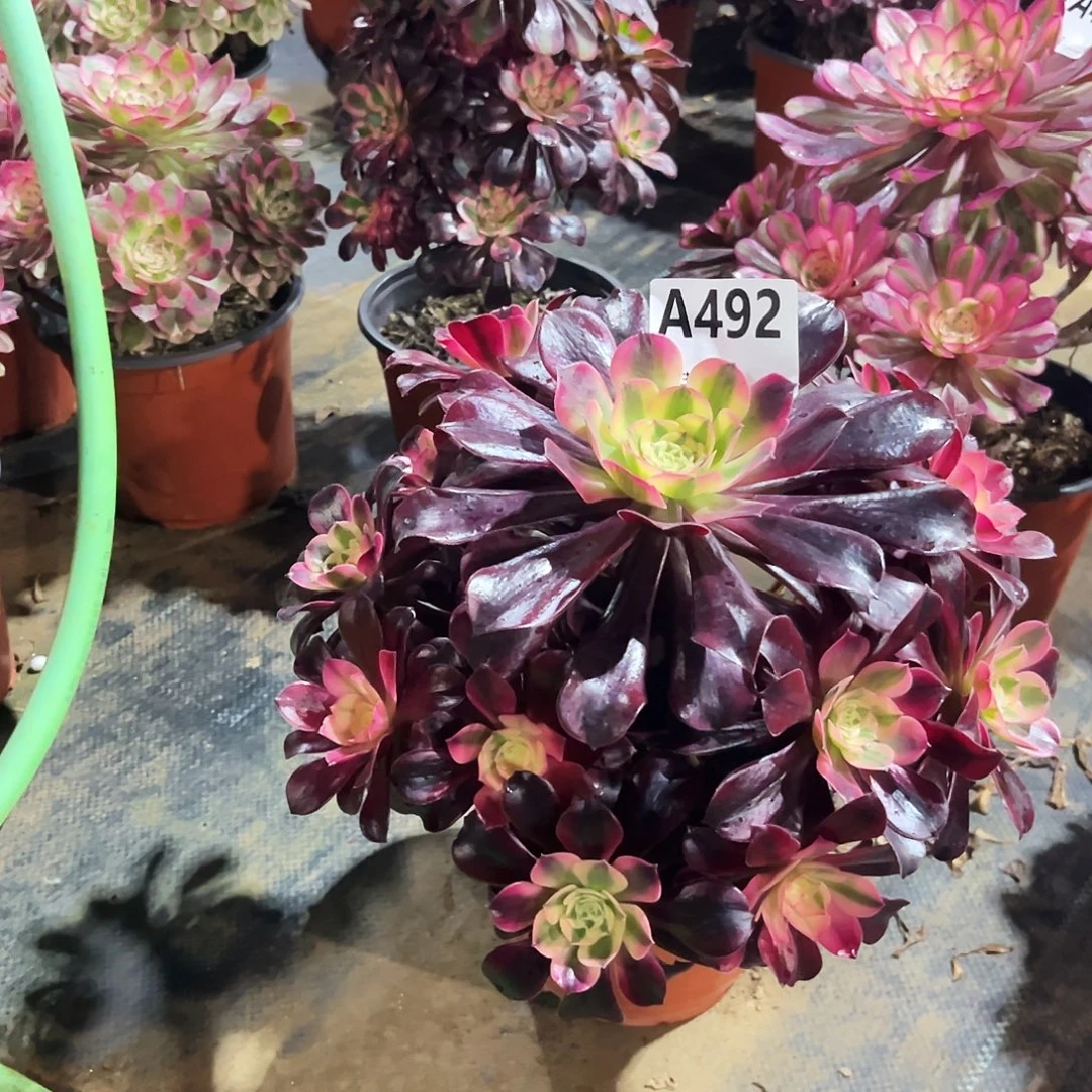 曲***错多肉植物美杜莎492多肉