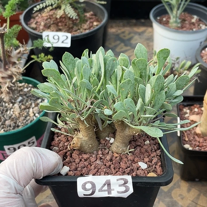 943超大黑鬼殿厚墩菊