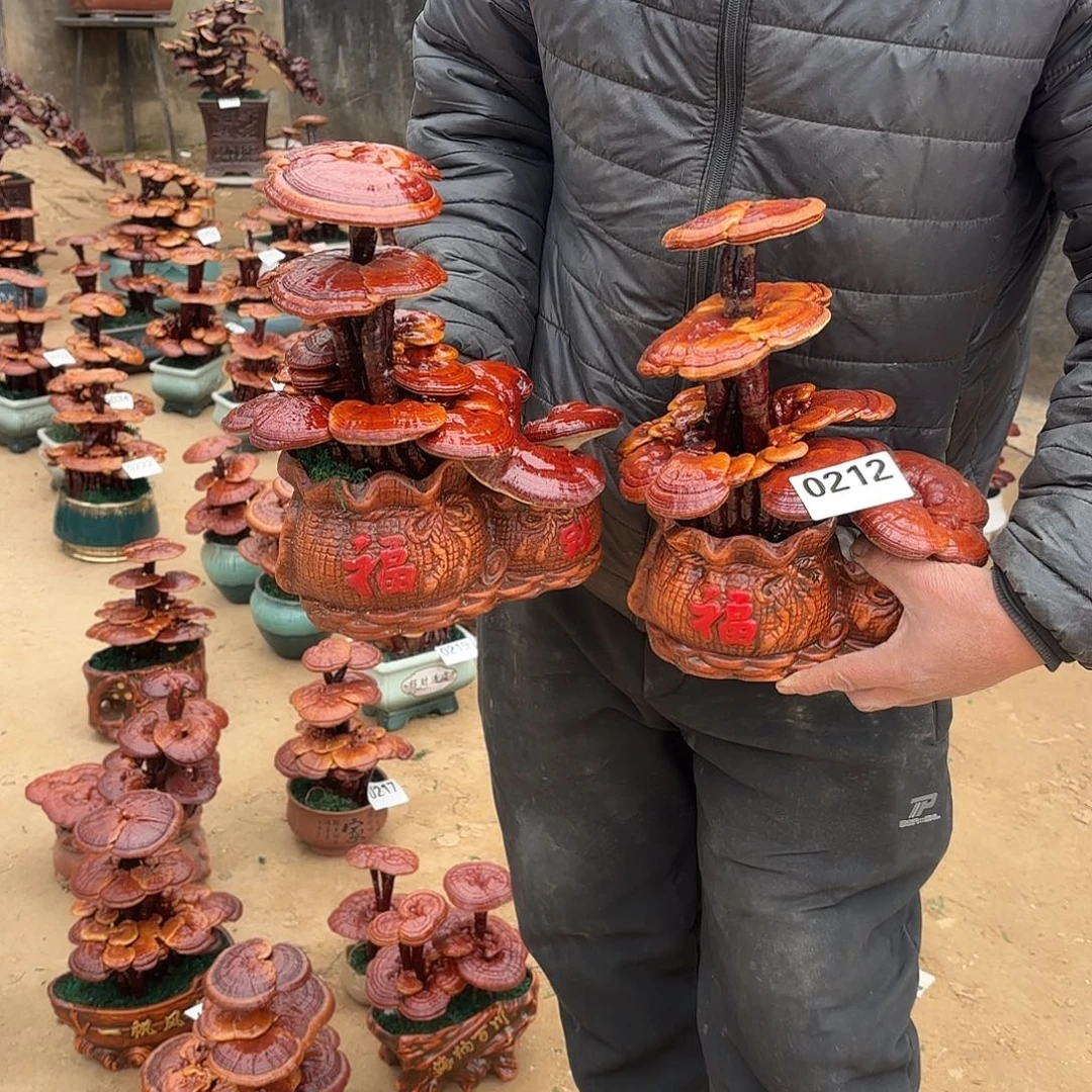 无花朵灵芝是我国著名植物