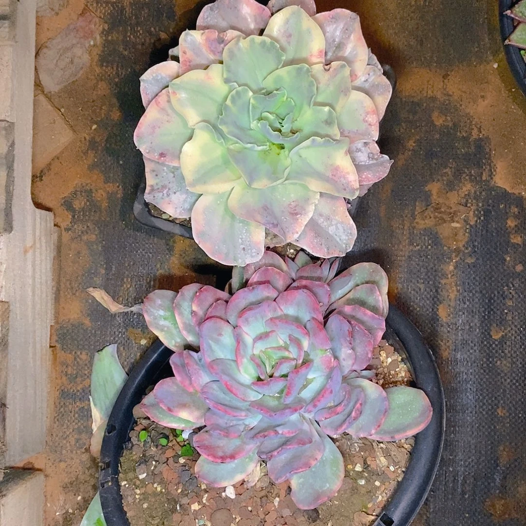 两朵景追个组合福利