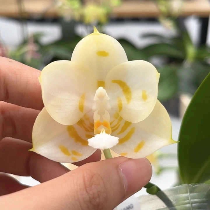 完全开放2.5寸雅风情歌开花株
