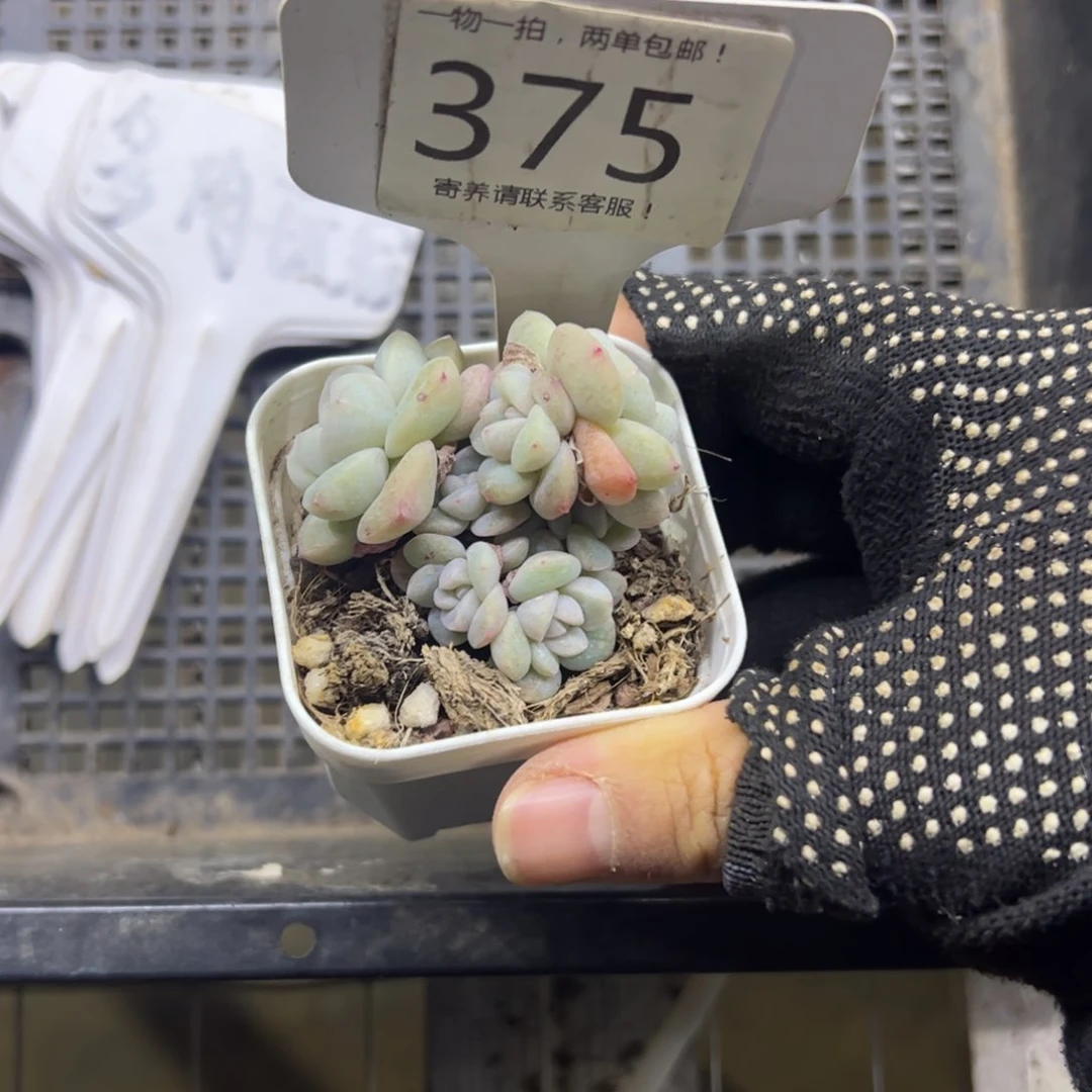 红陶静**月375号多肉植物