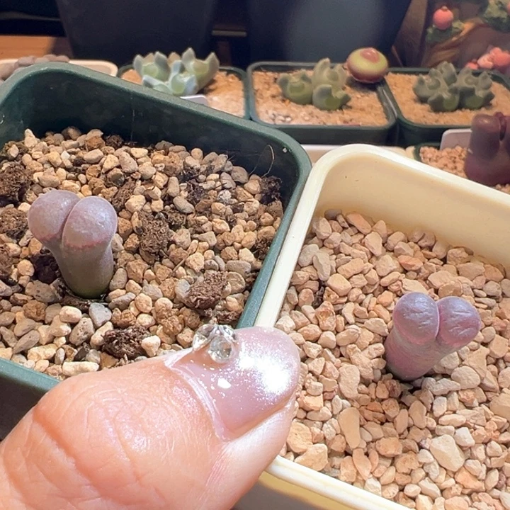 28。 大型日系红风铃。随机一颗开播福利