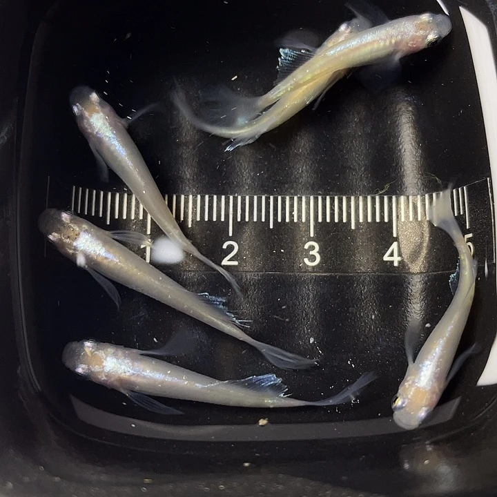 青鳉鱼粉蝶6条，011号，满15包邮，可叠单