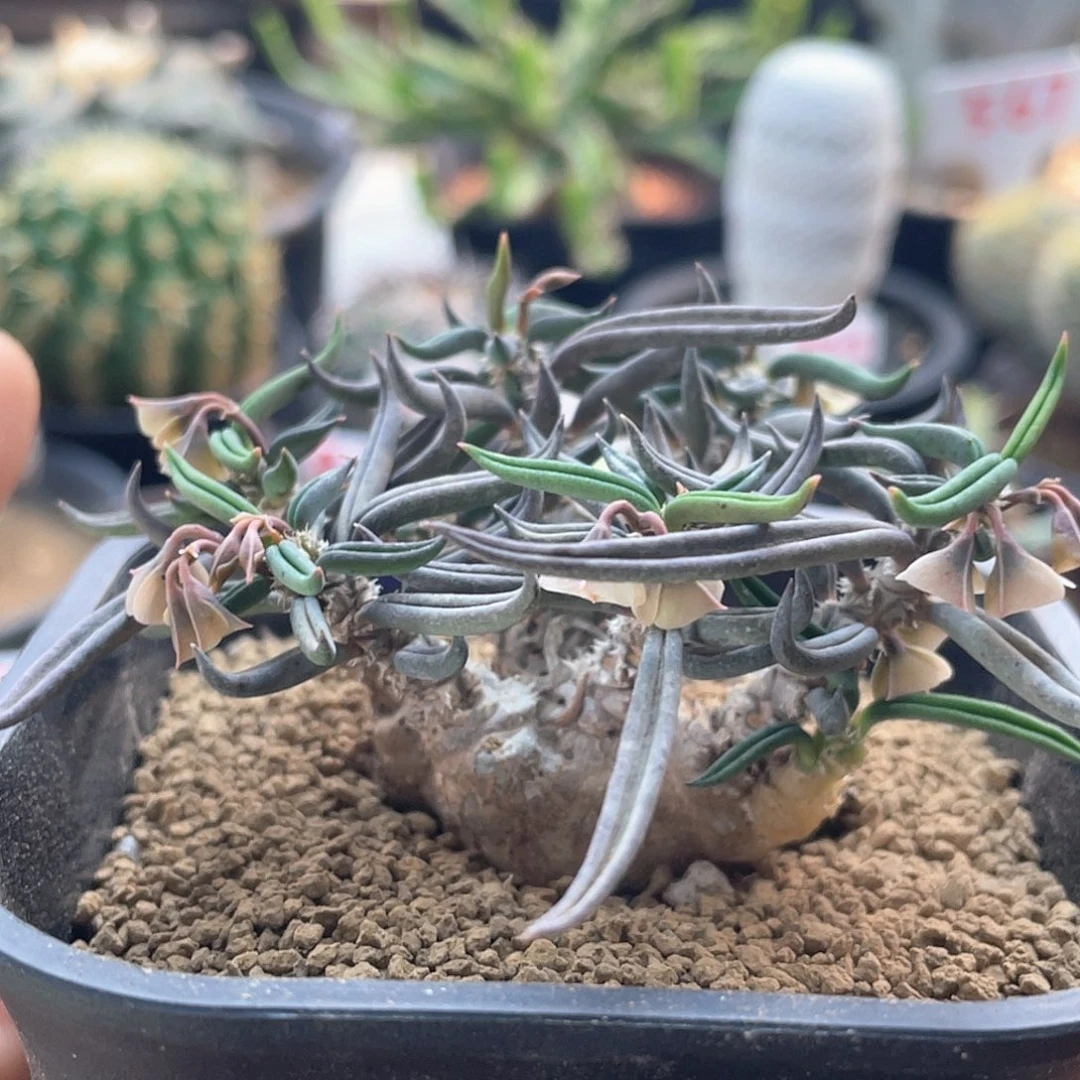 老桩雀舌麒麟仙人球