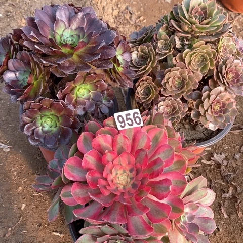 956三颗法师多肉植物