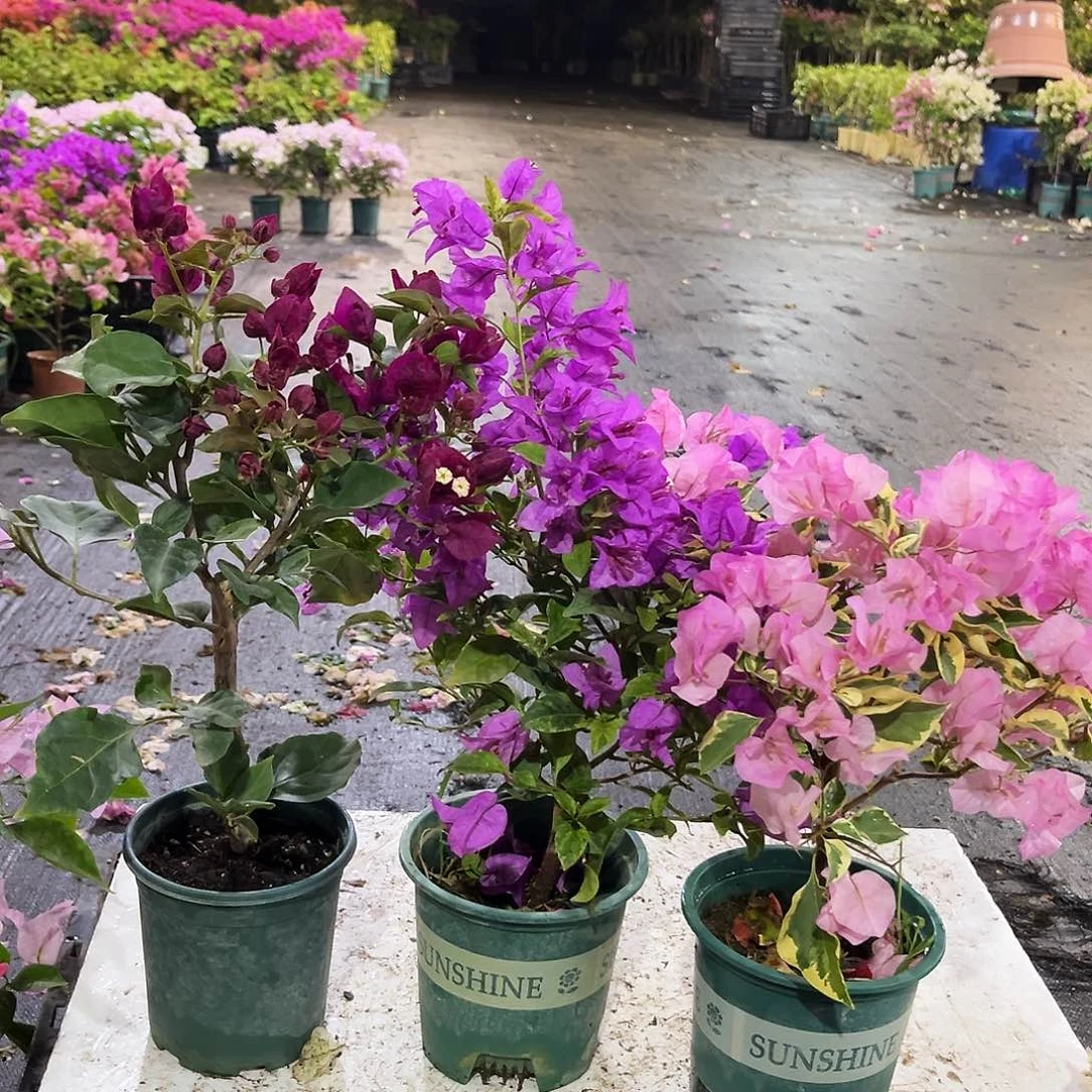 大部分花苞少量开放黑暗行者，中国丽人，金龟紫