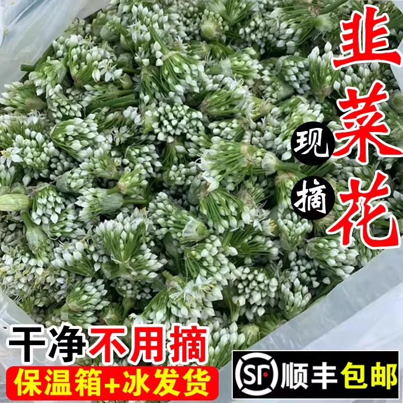 新鲜韭菜花现摘的山东老式头茬野生嫩韭花肚包肉天然骨朵蔬菜顺丰