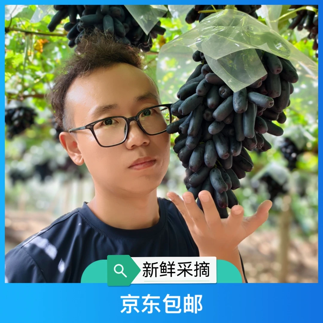 怀来白马奶北京周边水果蓝宝石无籽葡萄新鲜采摘孕妇水果葡萄