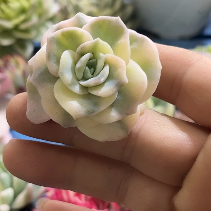 115可爱玫瑰腹轮锦炸