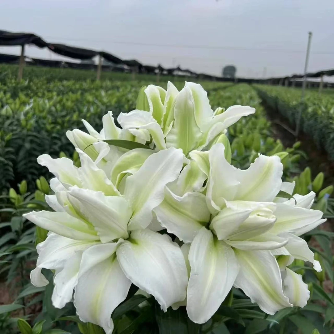 一颗《爱莎》重瓣直发香水百合种球