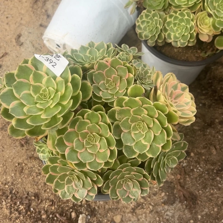 粉花妖朵朵多肉植物392