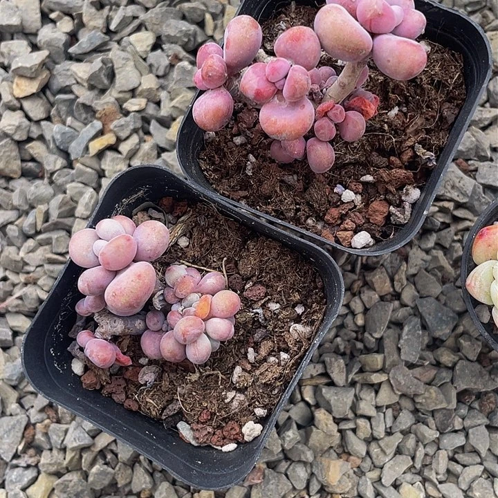 英*一物一拍满18包邮