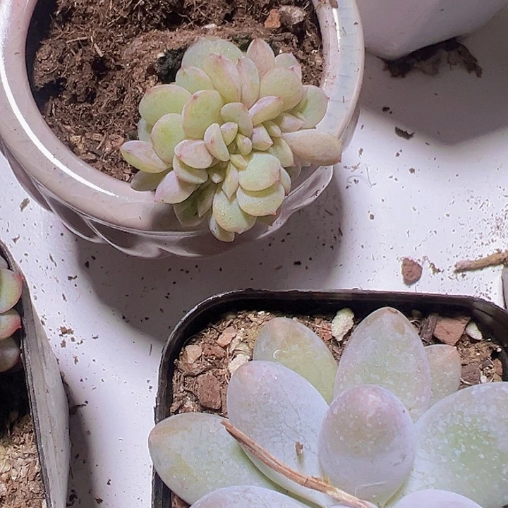 葡萄珍妮缀化多肉植物