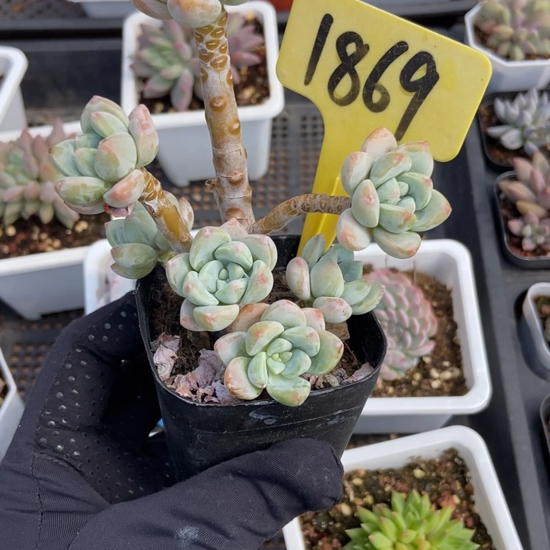 1869露宁香多肉植物保护