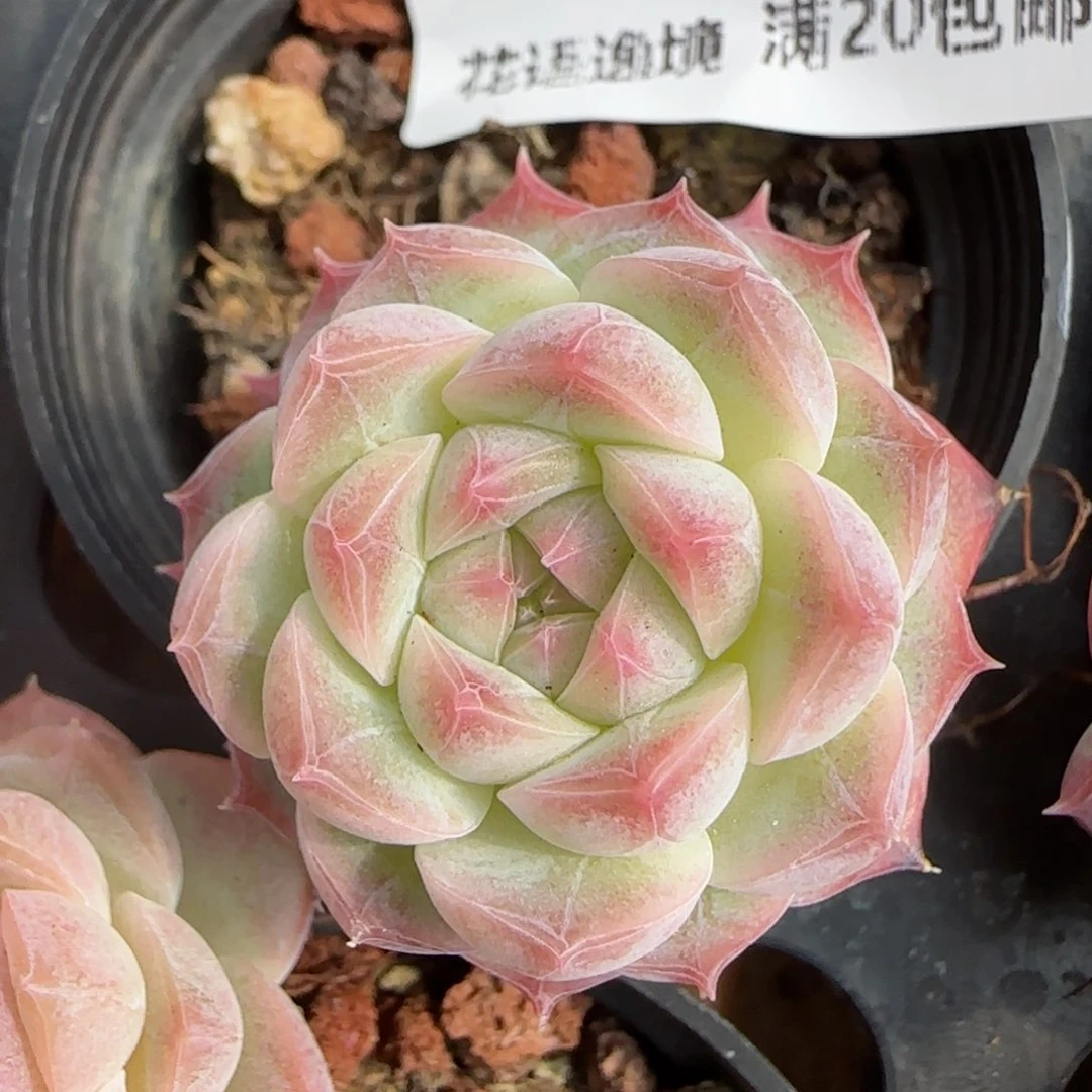 花语逸镜0206-401