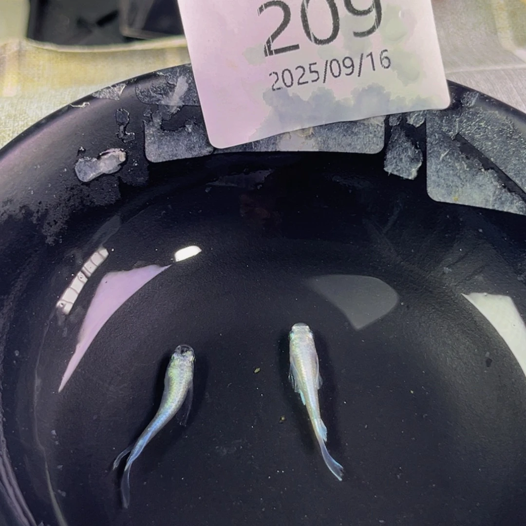 青鳉209天使之翼一对