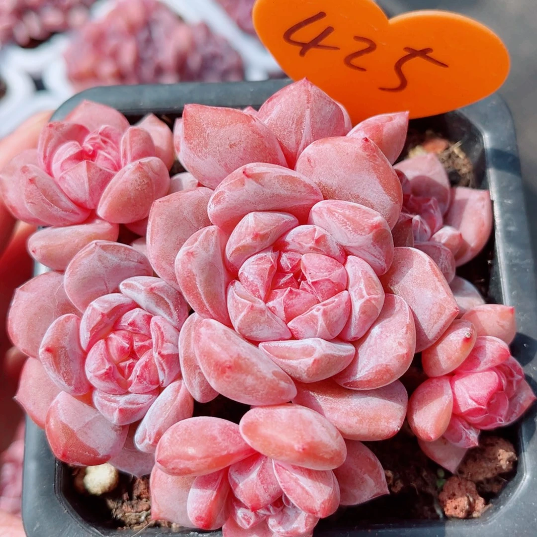 425号老桩石榴籽星影群