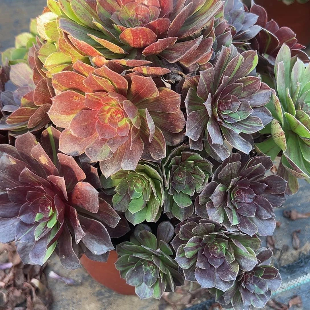 12.5-10花月夜多肉植物1