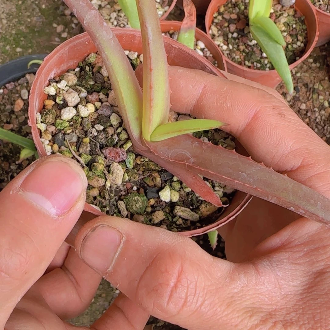 鹏*天块根植物块根植物块根植物