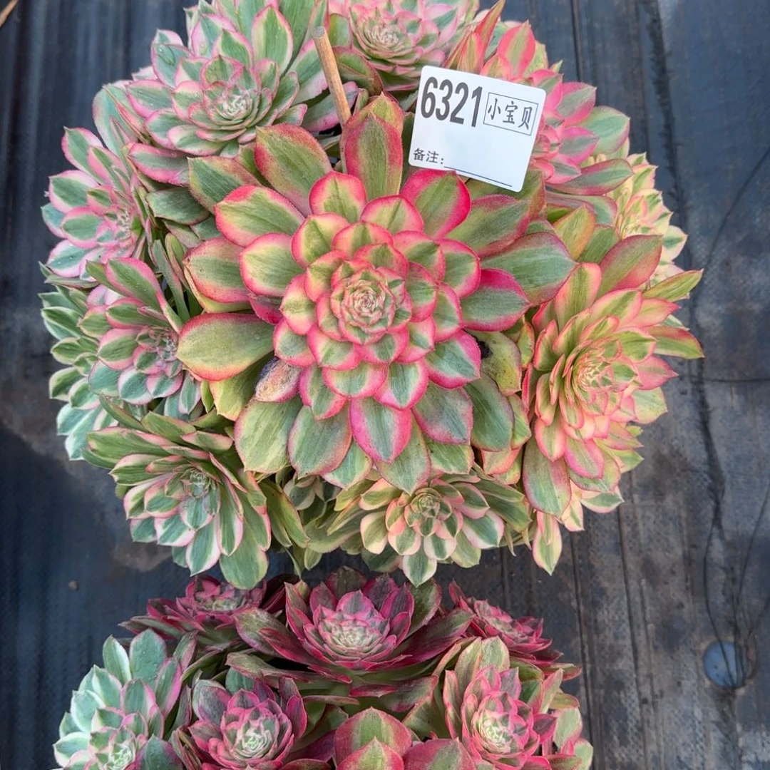 半***过6321多肉多肉玉姿多肉