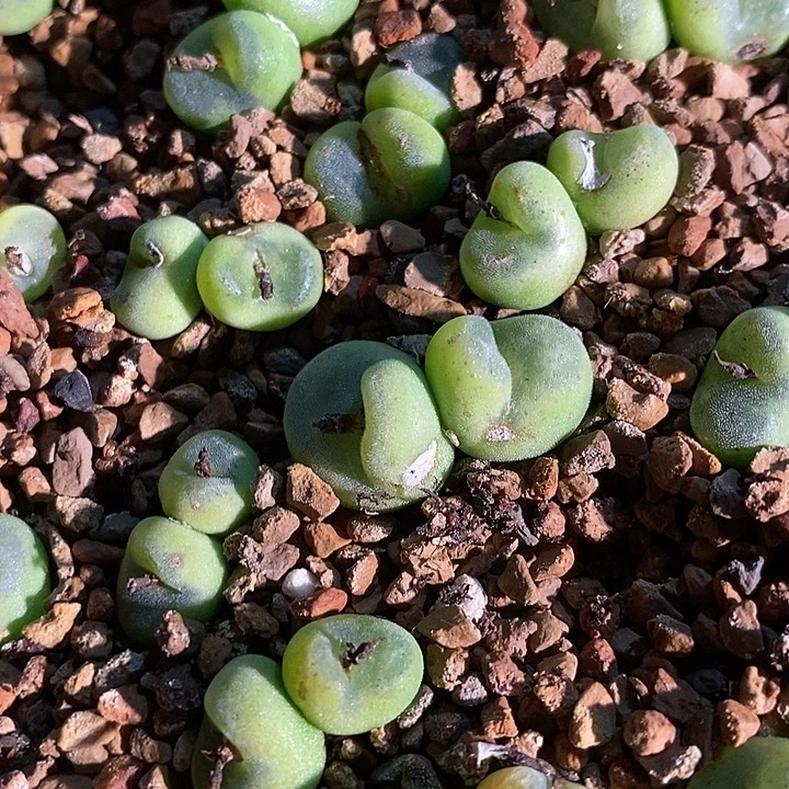 一颗双头水晶鞋。