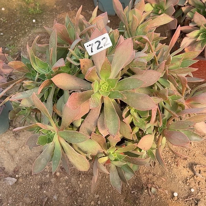 多肉植物红叶722号