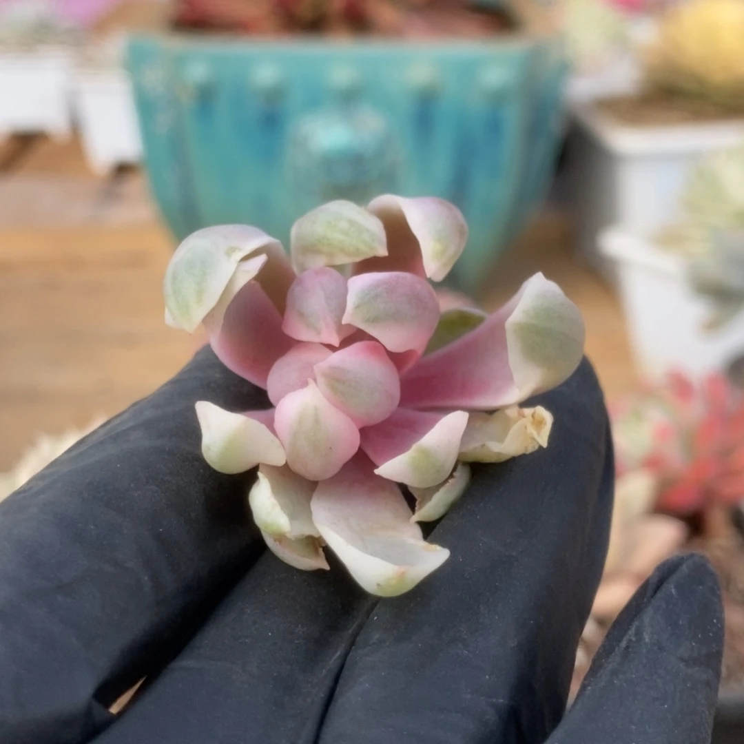 006琼斯侧芽锦锦锦锦锦锦锦