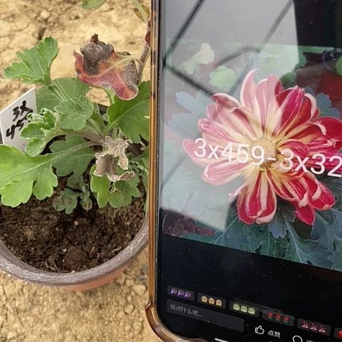 完全开放3x459编号107