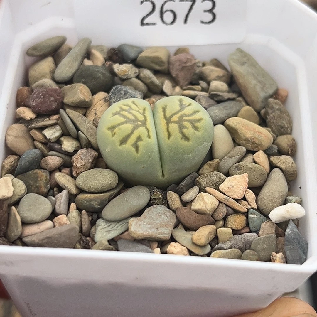 一物一拍菊母本2673绿化石菊