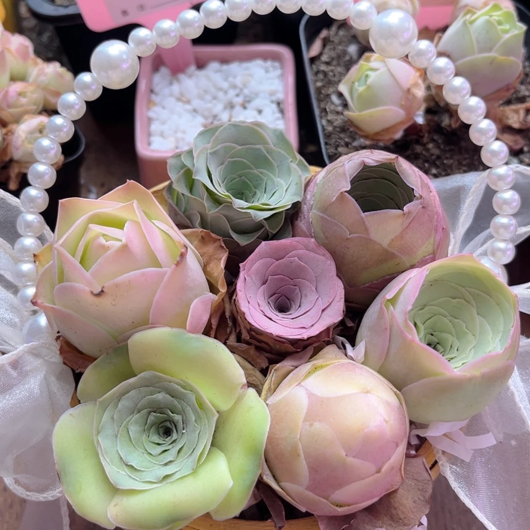 D272 花篮 一物一拍