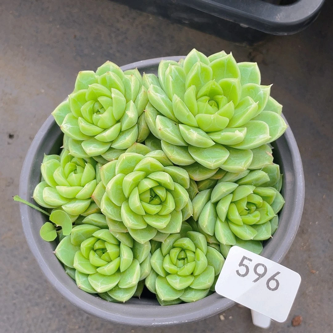 596。  冰钻珍妮。               量拍。