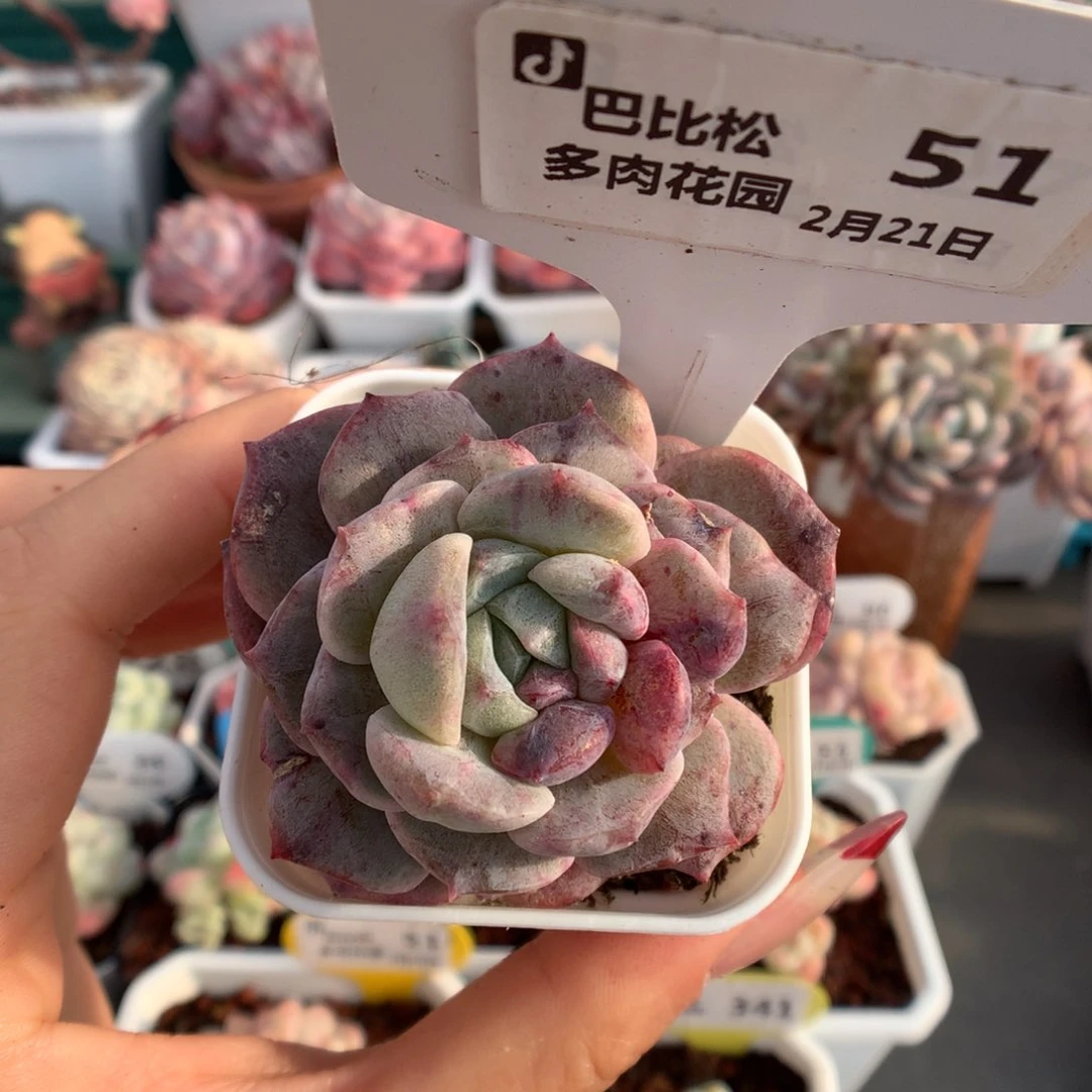 51阴阳脸冰魄石化多肉植物