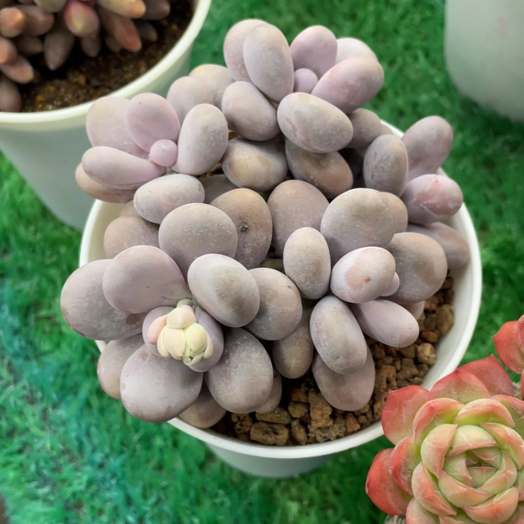 多肉植物盆栽多肉植物